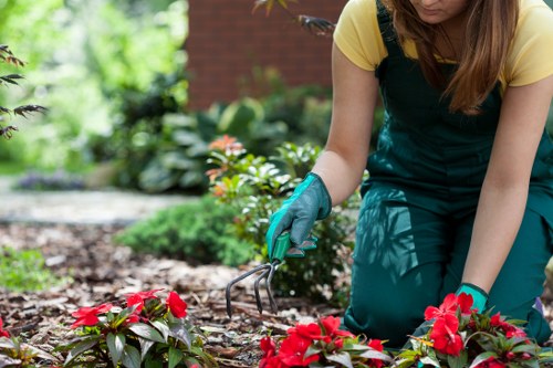 A gardener wearing a yellow short-sleeved top and teal gardening overalls is kneeling on a well-maintained garden bed, trimming flowering plants with a small hand rake. The garden features a lush, green lawn with dense grass, bordered by various shrubs and flowering plants, including vibrant red blooms in the foreground. Behind the gardener, there are leafy bushes and small trees, creating a dense, landscaped environment typical of a private outdoor space in Blackheath. The soil in the garden bed appears healthy and moist, with mulch present around the plants for moisture retention. The scene is outdoors on a bright, sunny day, with natural light illuminating the vibrant plant colors and textures. This setting illustrates an outdoor area that could benefit from professional gardening services, such as trimming, planting, and general maintenance by Garden Maintenance Blackheath, to keep the garden tidy and flourishing.