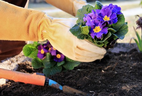 Pruned shrubs and healthy plants in a Blackheath garden